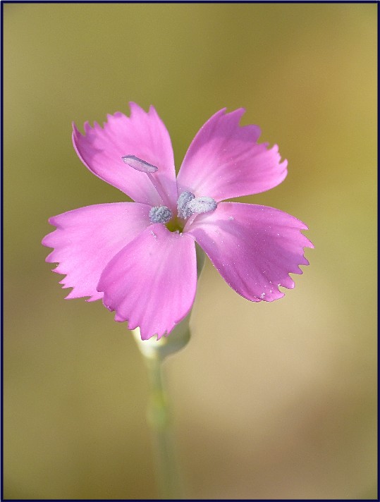 Dianthus garganicus